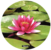 Alfombrilla para Ratón Circular Rígida Nenúfar__waterlilly_58829_LH.png