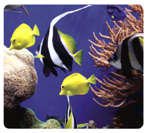 Mousepad Earth Series - Sotto il mare__5909301_UnderTheSea.png
