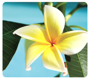 Fellowes® Recycled Optical Mouse Pad - Yellow Flower__5913801_YellowFlower.png