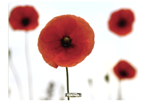 Brite Mat rettangolari - Papaveri__Poppies_MouseMat_58057_F.png