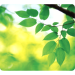 Recycled Mouse Pad - Leaves__5903801_Leaves.png