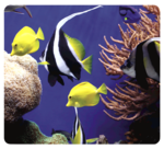 Mousepad Earth Series - Sotto il mare__5909301_UnderTheSea.png