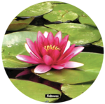 Brite Mat rotondi - Ninfea__waterlilly_58829_LH.png