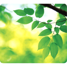 Mousepad Earth Series - Foglie__5903801_Leaves.png
