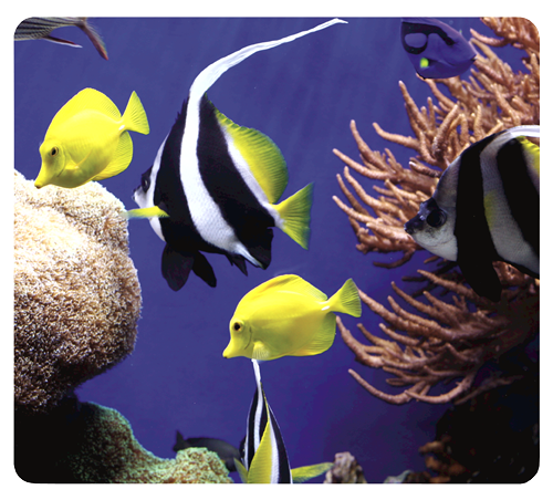 Earth Series™ Mauspad, "Unterwasser"__5909301_UnderTheSea.png